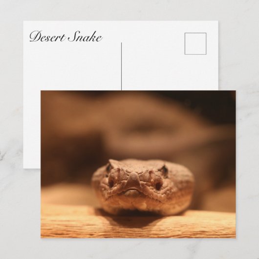 woestijnslang briefkaart (Voorkant / Achterkant)