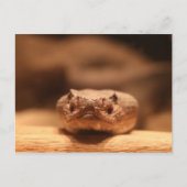 woestijnslang briefkaart (Voorkant)