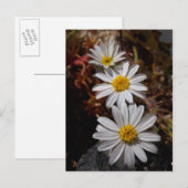 Woestijnster Wilde Bloemen Briefkaart (Voorkant / Achterkant)