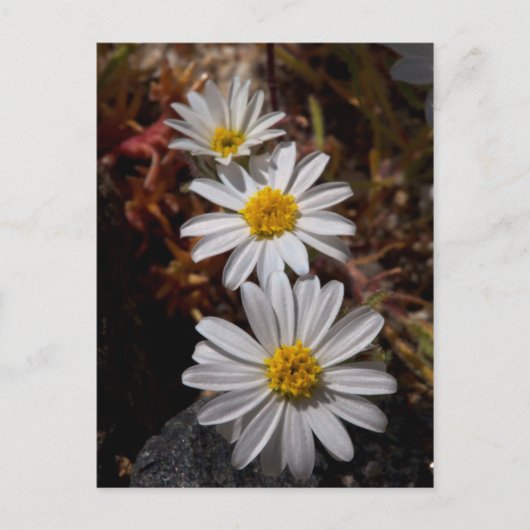 Woestijnster Wilde Bloemen Briefkaart (Voorkant)