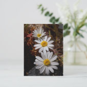 Woestijnster Wilde Bloemen Briefkaart (Staand voorkant)