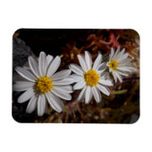 Woestijnster Wilde Bloemen Magneet (Horizontaal)