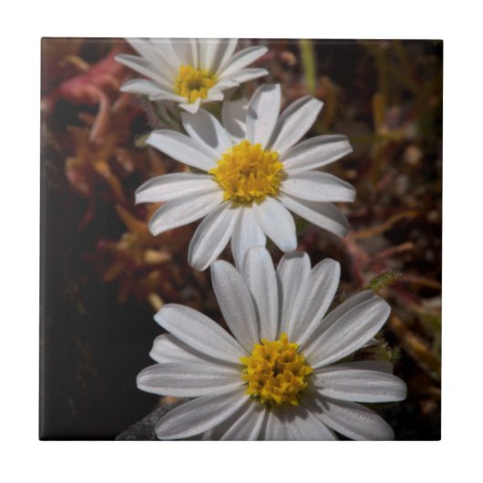 Woestijnster Wilde Bloemen Tegeltje (Voorkant)