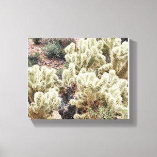 Woestijnstraling Cholla Cactus Foto Canvas Afdruk