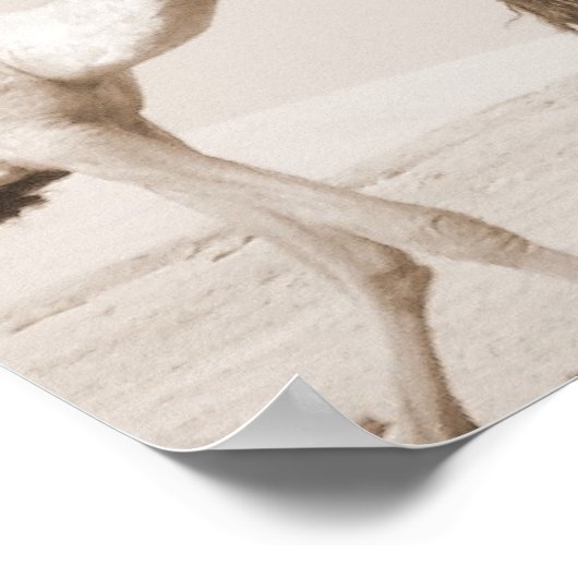 woestijntransport poster (Hoek)