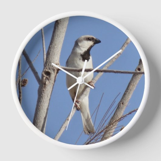 Woestijnzangvogel op een wintertak (Voorkant)