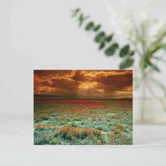 Woestijnzonsondergang op een veld van Californisch Briefkaart (Staand voorkant)