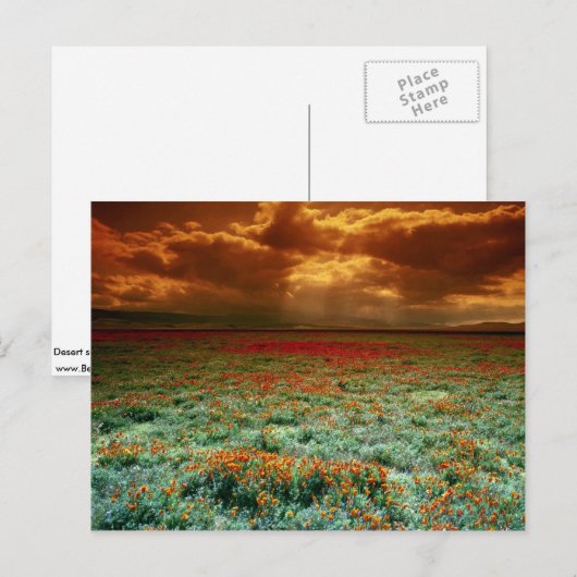 Woestijnzonsondergang op een veld van Californisch Briefkaart (Voorkant / Achterkant)