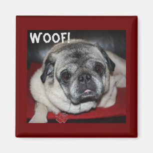 Wof, Pug Magnet