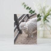 Wol vol briefkaart (Staand voorkant)