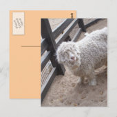 Wol vol briefkaart (Voorkant / Achterkant)