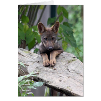 wolf