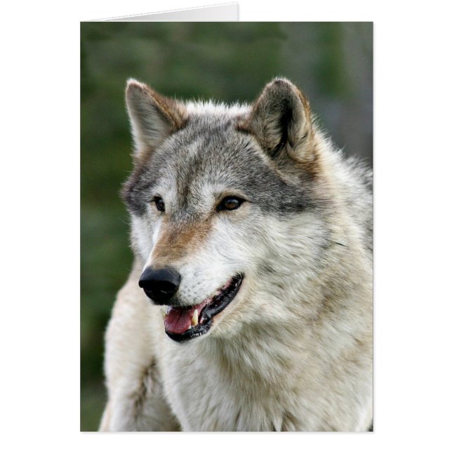 Wolf (Voorkant)