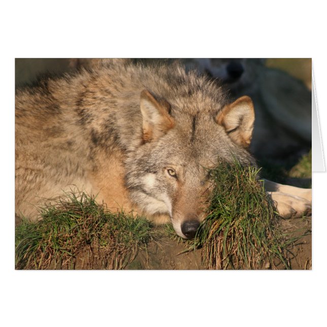 wolf (Voorkant Horizontaal)