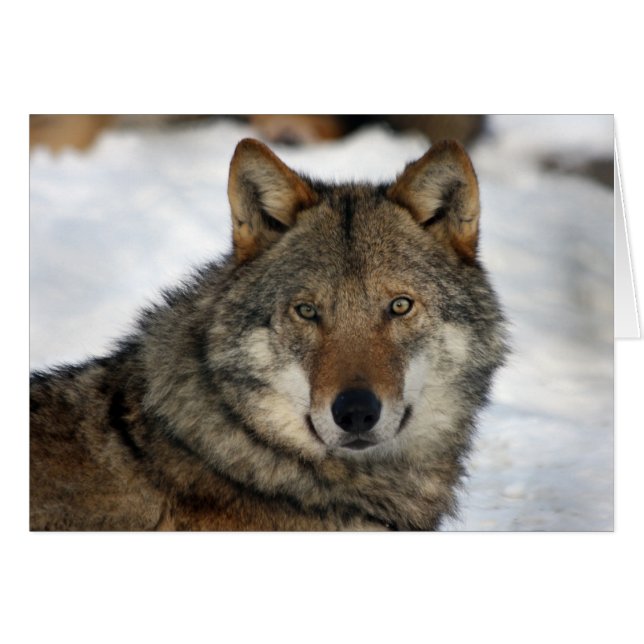 wolf (Voorkant Horizontaal)