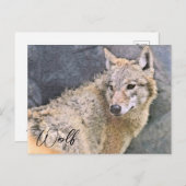 Wolf ポストカード briefkaart (Voorkant / Achterkant)