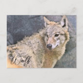 Wolf ポストカード briefkaart (Voorkant)