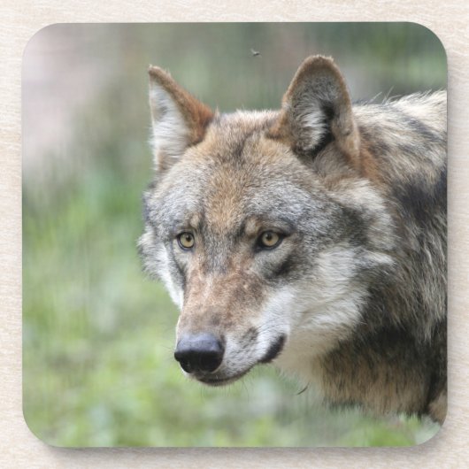 Wolf 001 bier onderzetter (Voorkant)