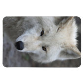 Wolf 001 magneet (Horizontaal)