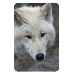 Wolf 001 magneet