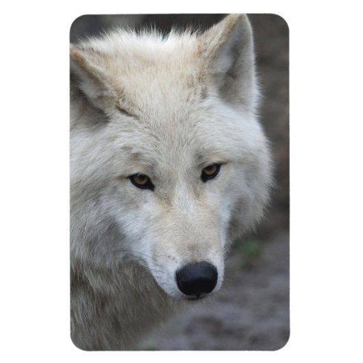 Wolf 001 magneet (Verticaal)