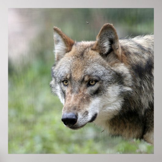 Wolf 001 poster (Voorkant)