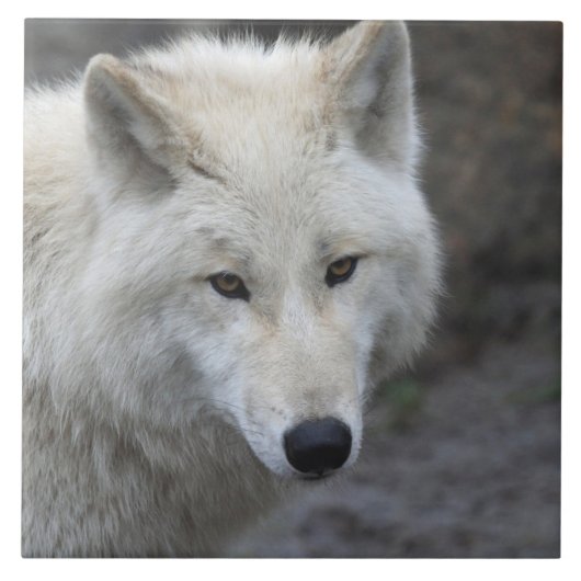 Wolf 001 tegeltje (Voorkant)