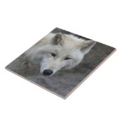 Wolf 001 tegeltje (Zijkant)