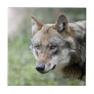 Wolf 001 tegeltje