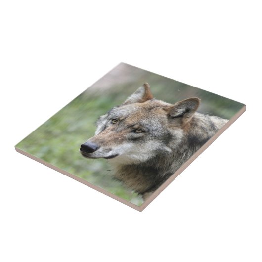 Wolf 001 tegeltje (Zijkant)
