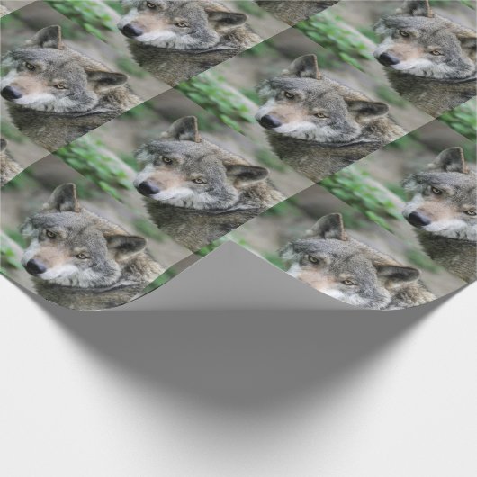 Wolf_011 Cadeaupapier (Hoek)
