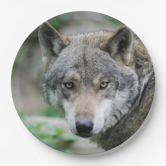 Wolf_011 Papieren Bordje (Voorkant)