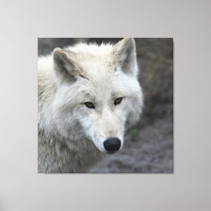 Wolf_015 Canvas Afdruk