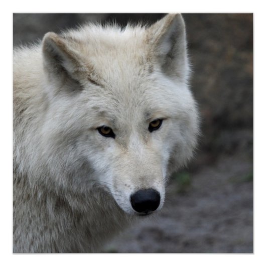 Wolf_015 Poster (Voorkant)