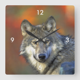 Wolf_2015_0302 Vierkante Klok