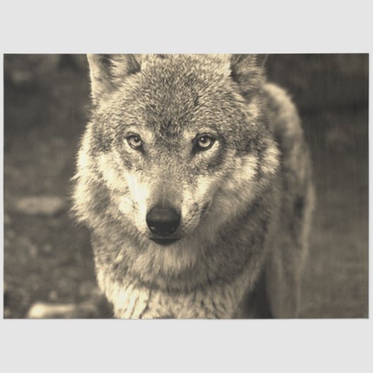 Wolf 215 tissuepapier (Voorkant)