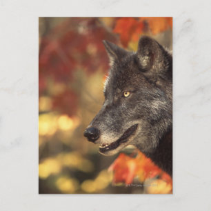 Wolf 2 briefkaart