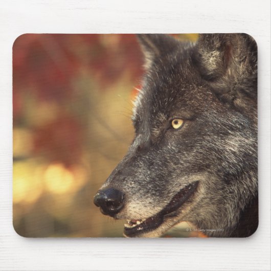 Wolf 2 muismat (Voorkant)