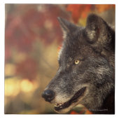 Wolf 2 tegeltje (Voorkant)