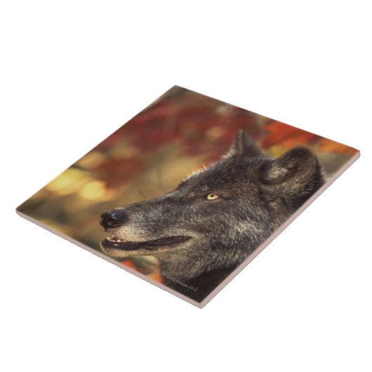 Wolf 2 tegeltje (Zijkant)