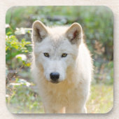 Wolf Animal Art, Canadese Wildlife Bier Onderzetter (Voorkant)