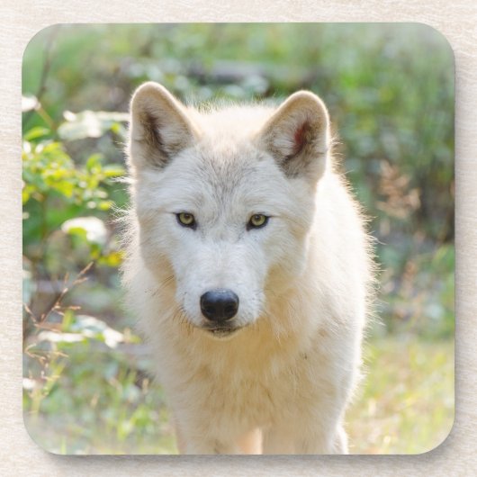 Wolf Animal Art, Canadese Wildlife Bier Onderzetter (Voorkant)