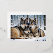 Wolf Animal Natuur Wildlife Affection Caring Folie Feestdagen Briefkaart (Voorkant / Achterkant)