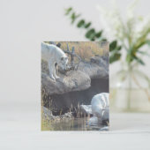 Wolf Animals Peace Love Natuur Park Wolves Destiny Briefkaart (Staand voorkant)