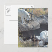 Wolf Animals Peace Love Natuur Park Wolves Destiny Briefkaart (Voorkant / Achterkant)