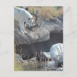 Wolf Animals Peace Love Natuur Park Wolves Destiny Briefkaart