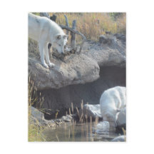 Wolf Animals Peace Love Natuur Park Wolves Destiny