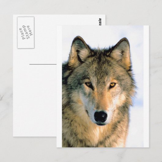 WOLF BESCHERMD DIER BRIEFKAART (Voorkant / Achterkant)
