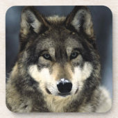 Wolf Bier Onderzetter (Voorkant)