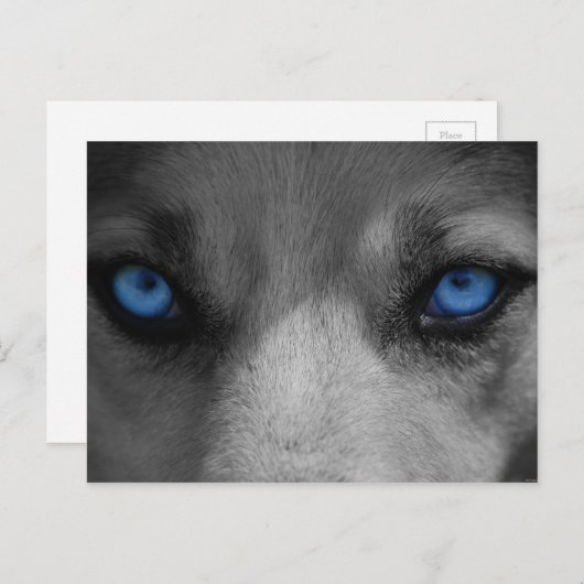 Wolf Blue Eyes Gothic Fantasy Briefkaart (Voorkant / Achterkant)